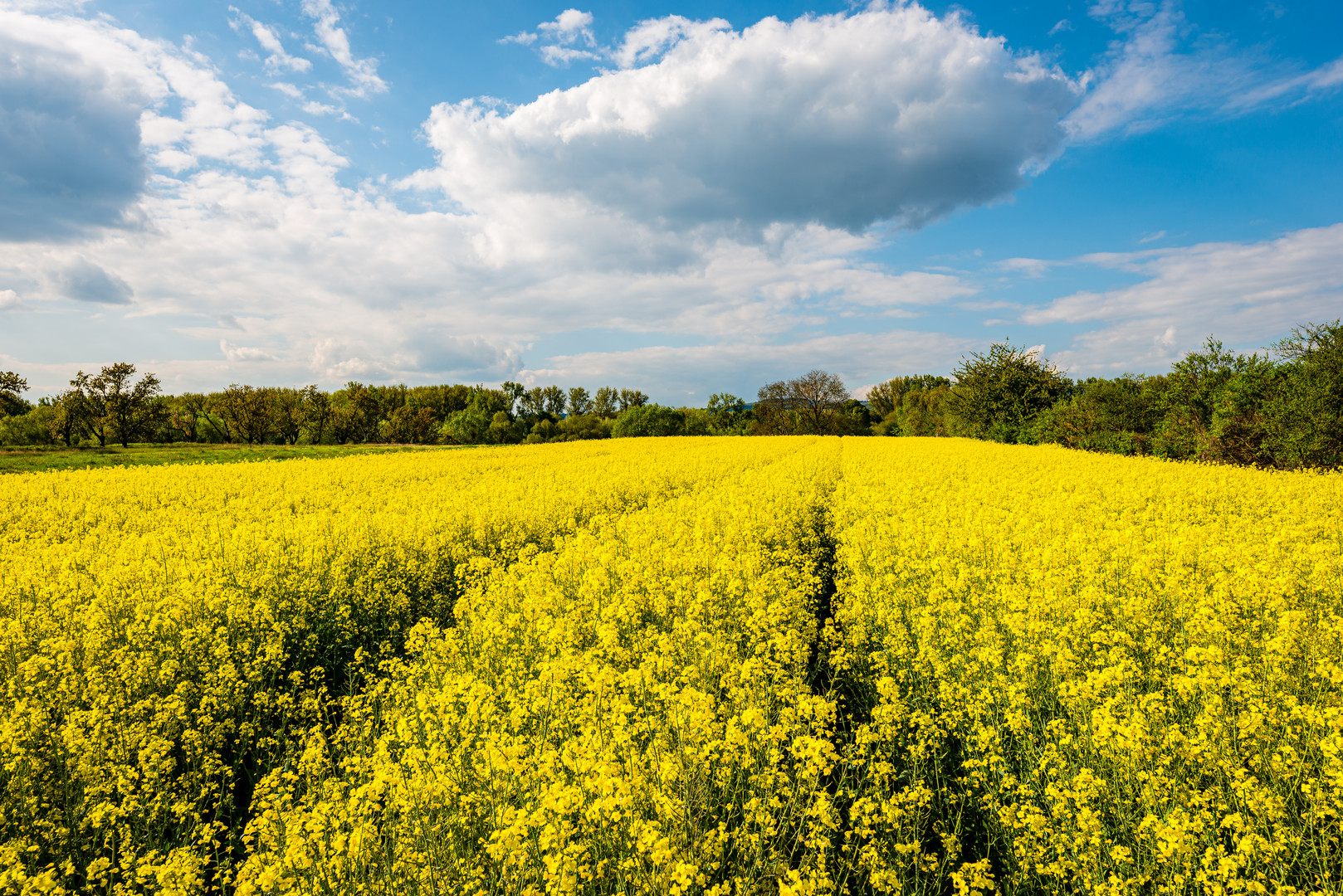 Spuren im Raps 09