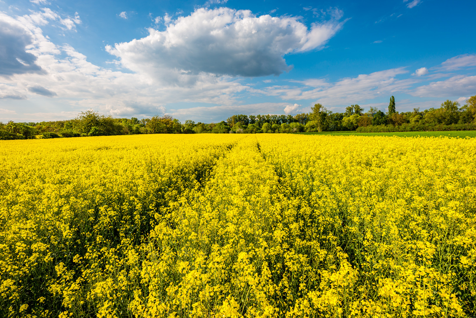 Spuren im Raps 23