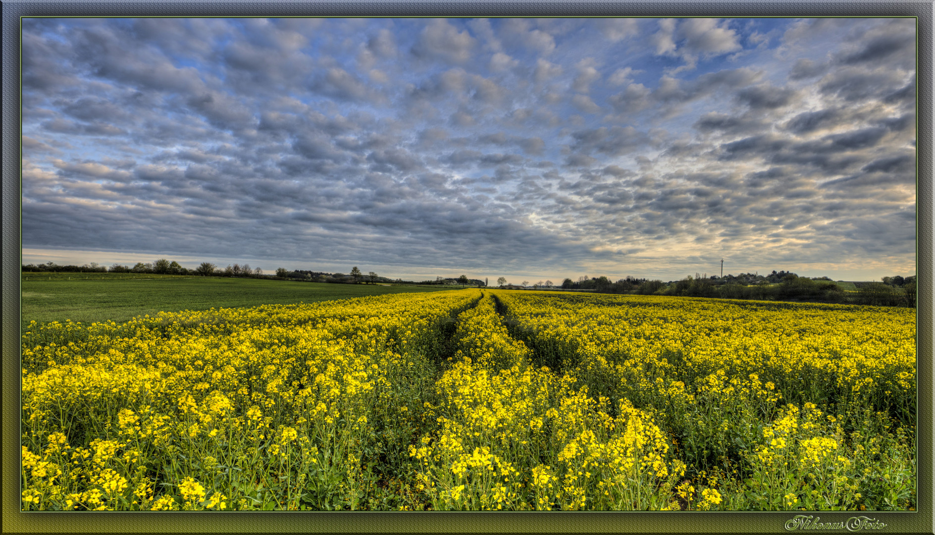  Spuren im Raps