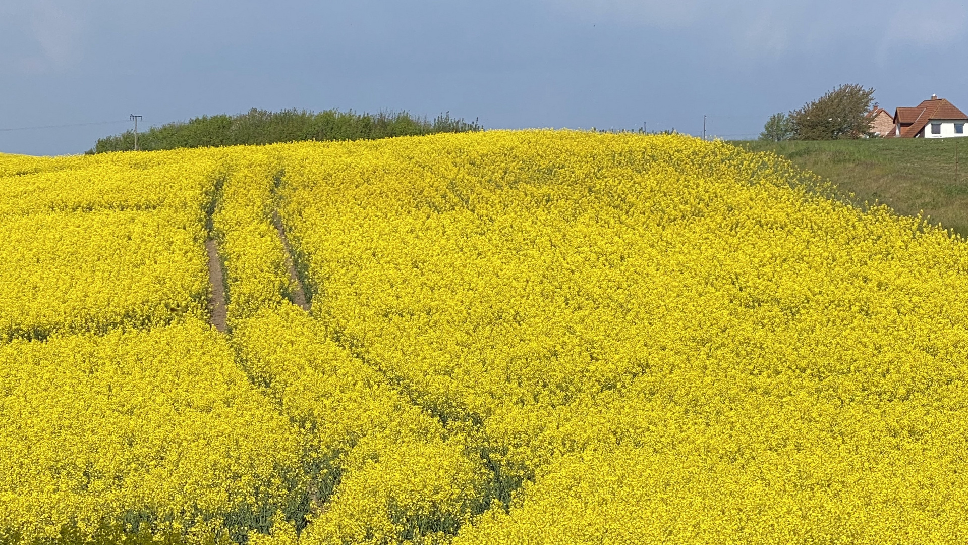 Spuren im Raps