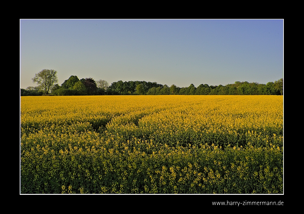 Spuren im Raps