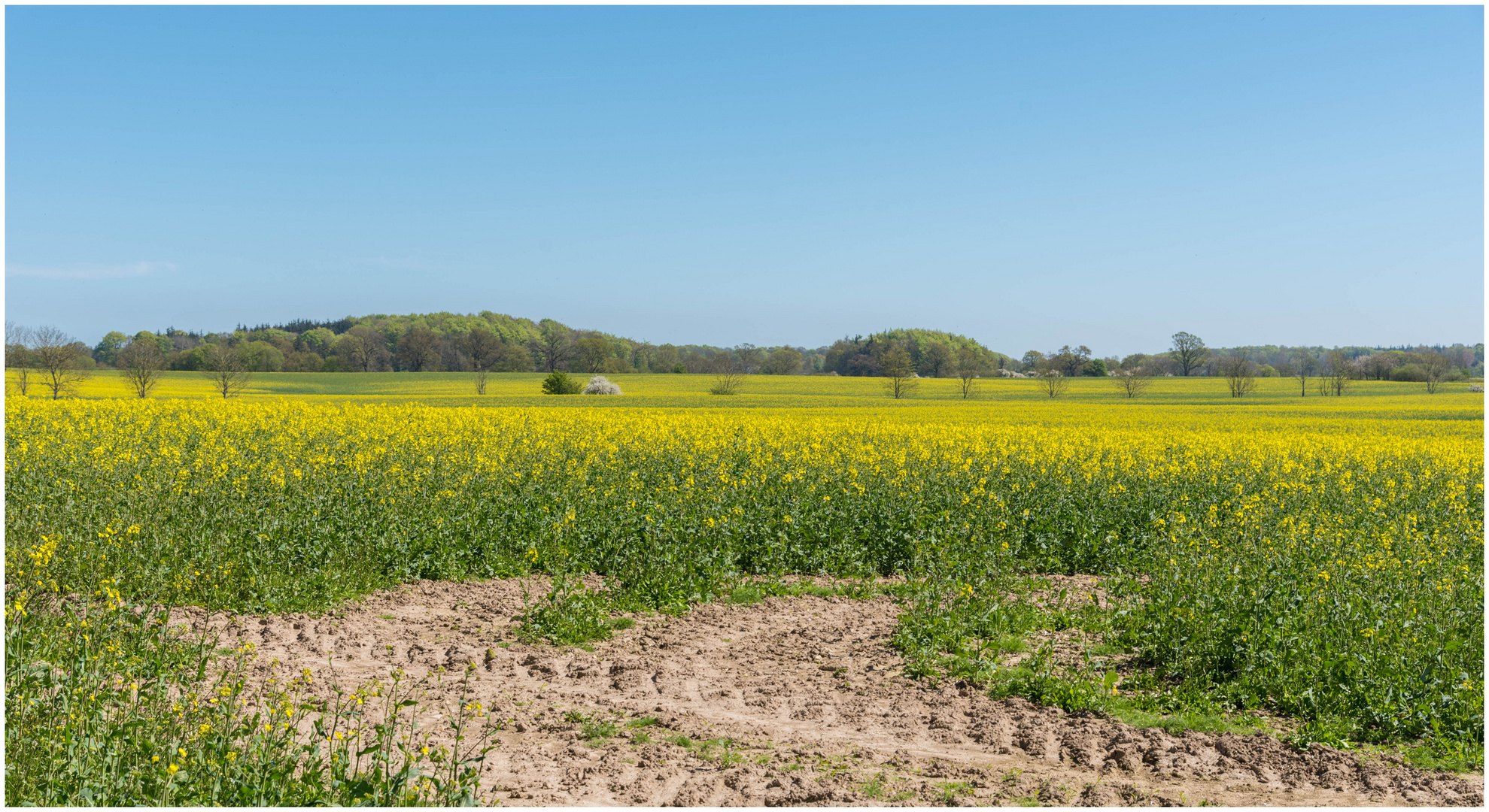 Spuren im Raps