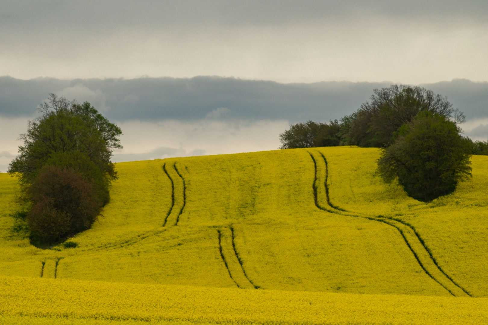 Spuren im Raps