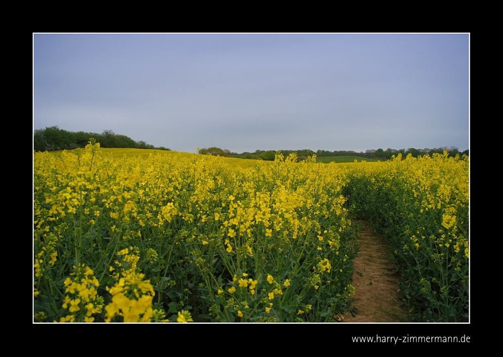 Spuren im Raps