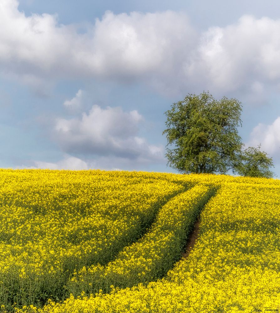 Spuren im Raps