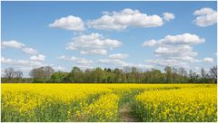 Spuren im Raps