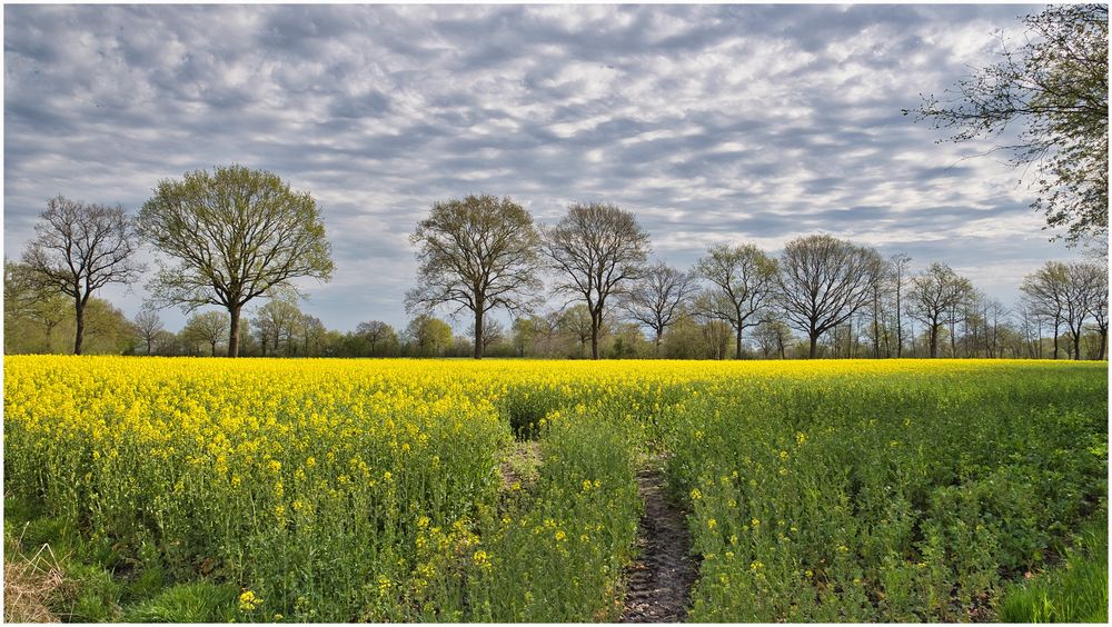 Spuren im Raps