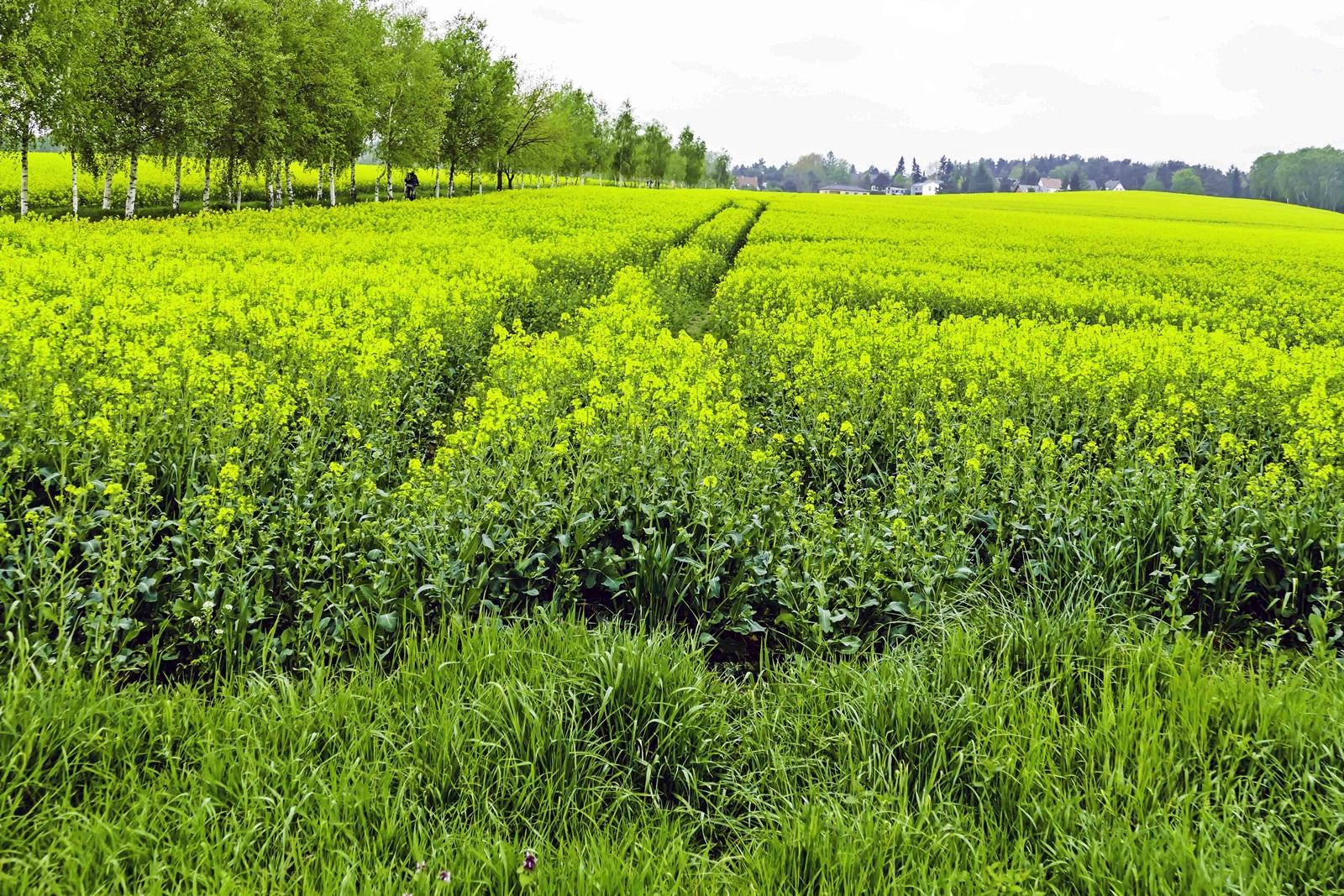 Spuren im Rapsfeld