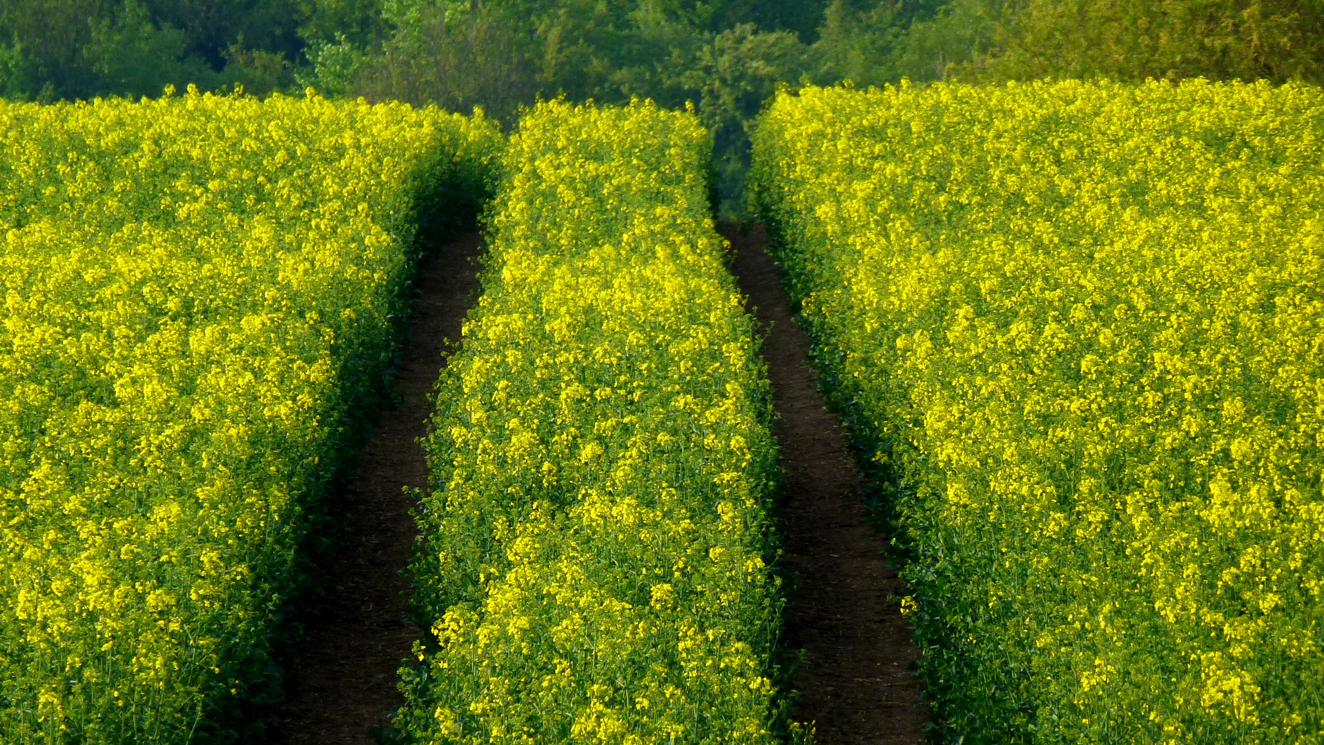 Spuren im Rapsfeld