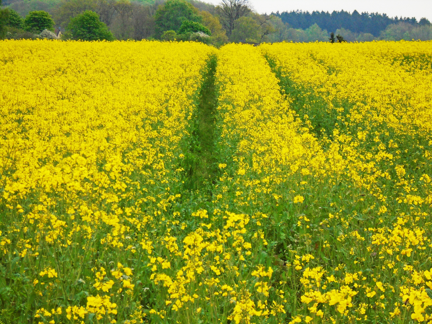 Spuren....... im Rapsfeld 