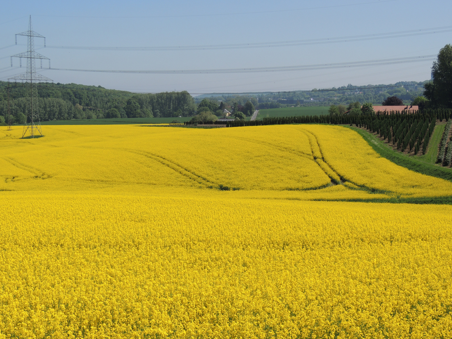 Spuren im Rapsfeld