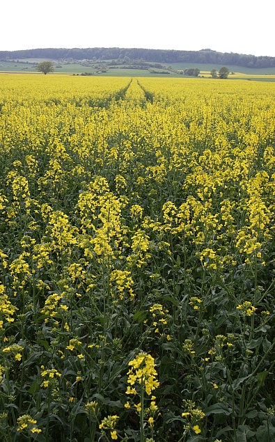 Spuren im Rapsfeld