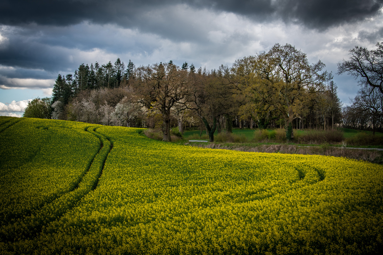 Spuren im Rapsfeld