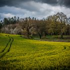 Spuren im Rapsfeld