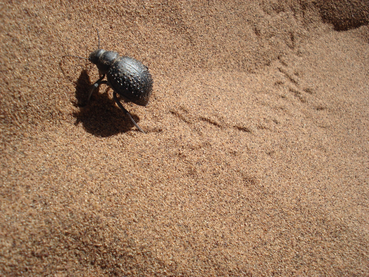 Spuren im Sand