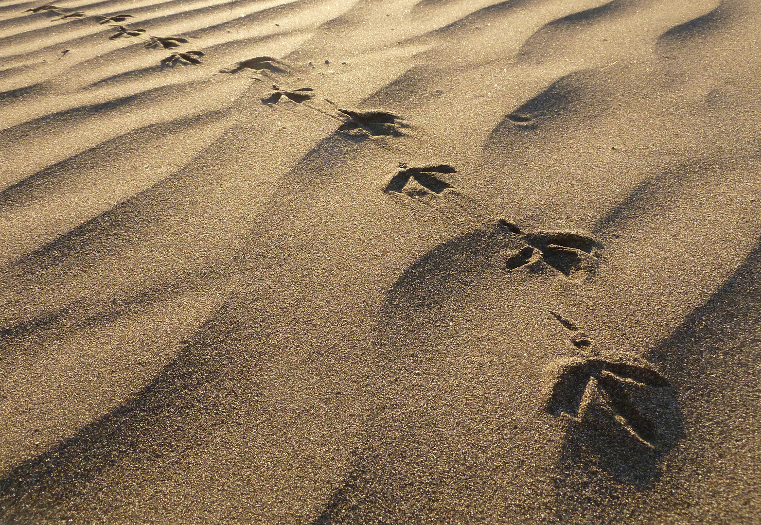 Spuren im Sand