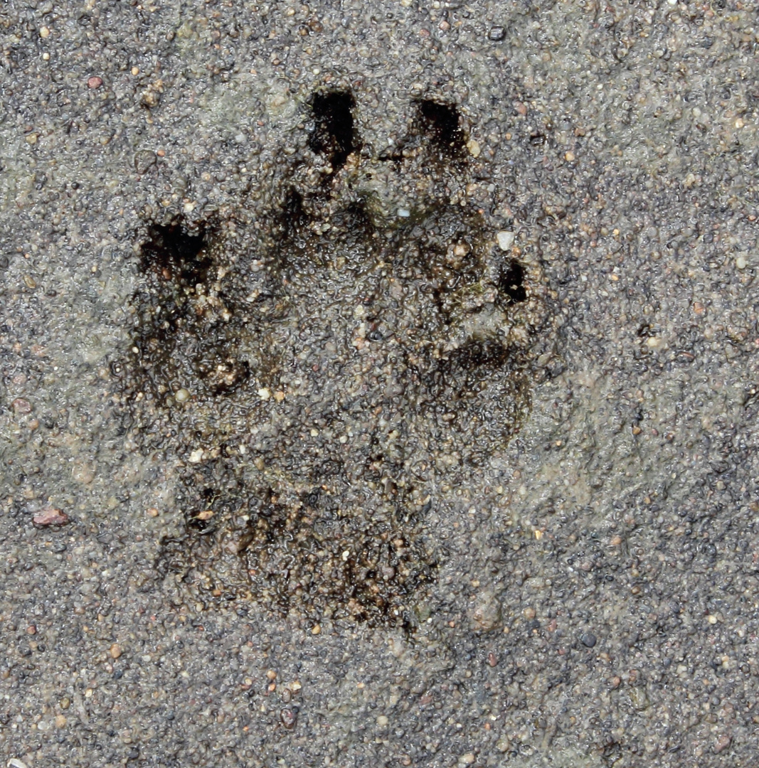 Spuren im Sand