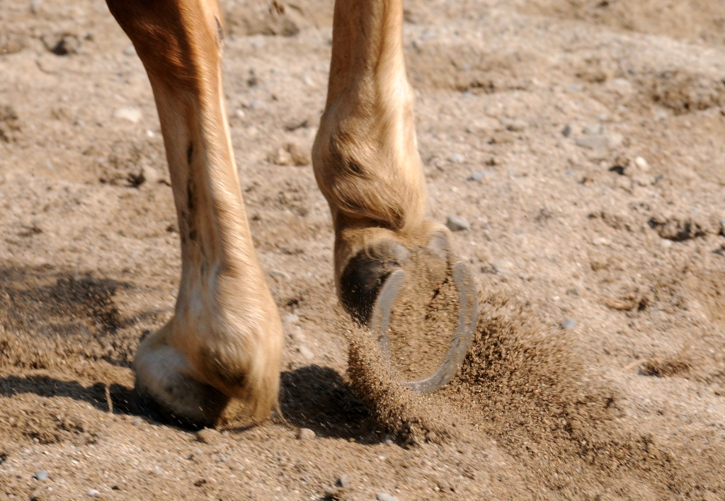 Spuren im Sand