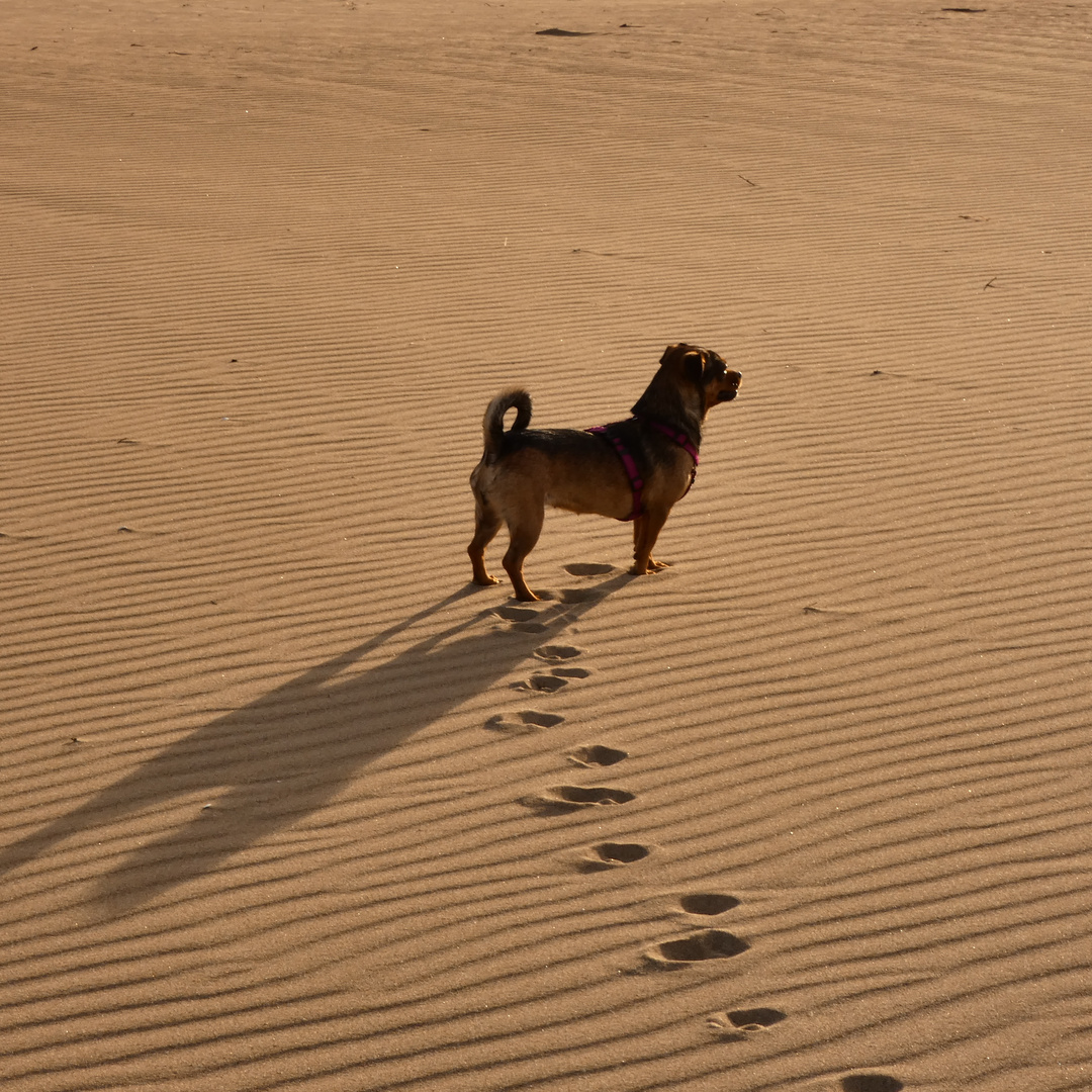 Spuren im Sand