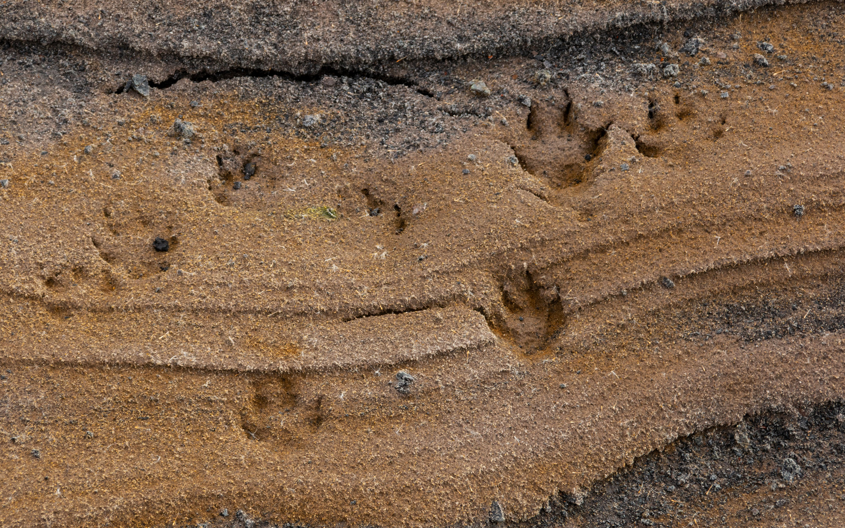 Spuren im Sand