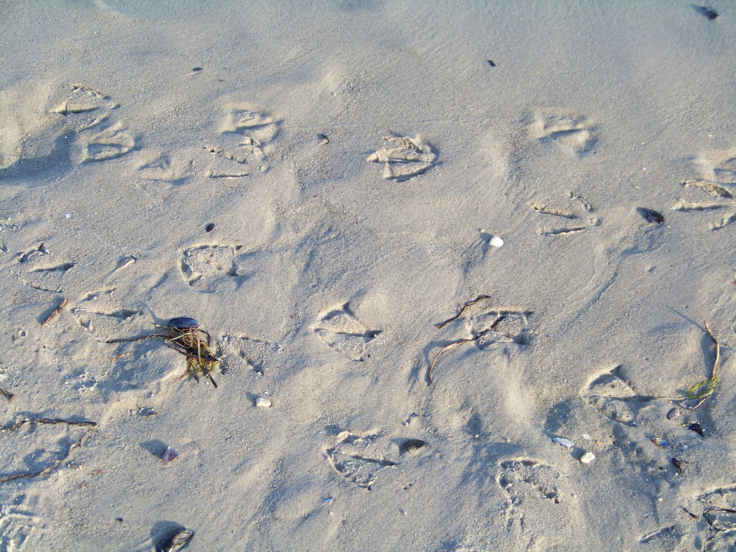 Spuren im Sand