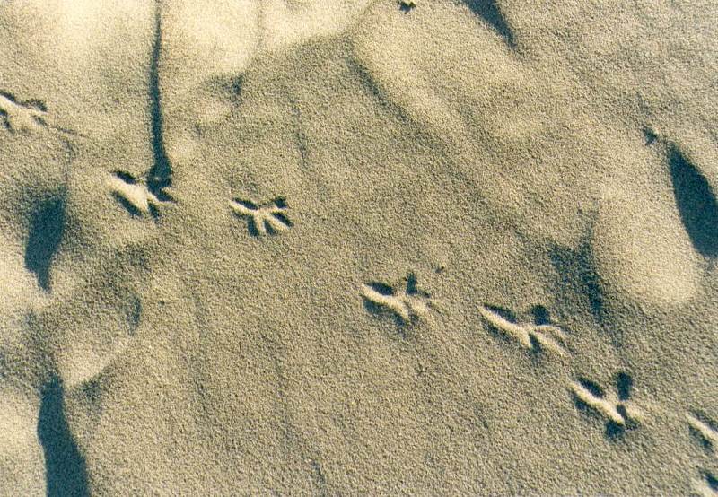 Spuren im Sand...