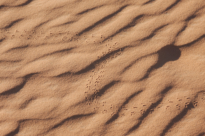 Spuren im Sand