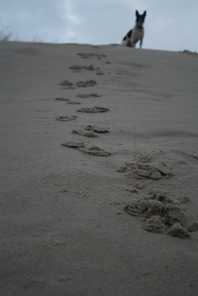 Spuren im Sand