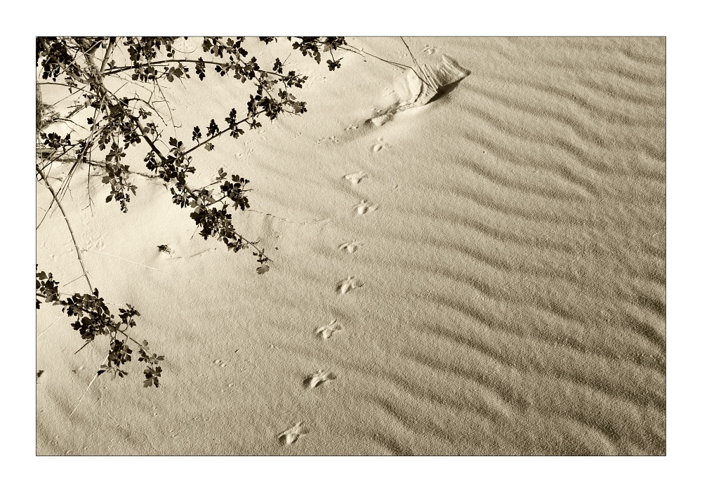 Spuren im Sand