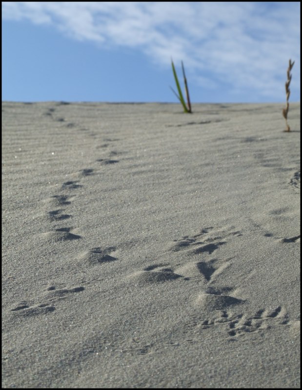 Spuren im sand