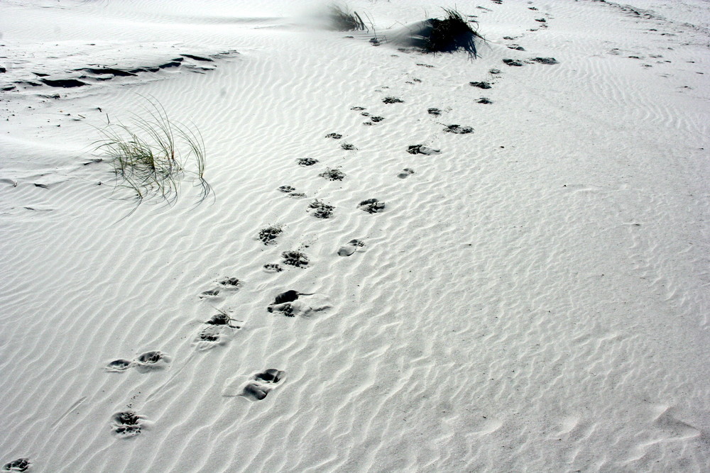 Spuren im Sand