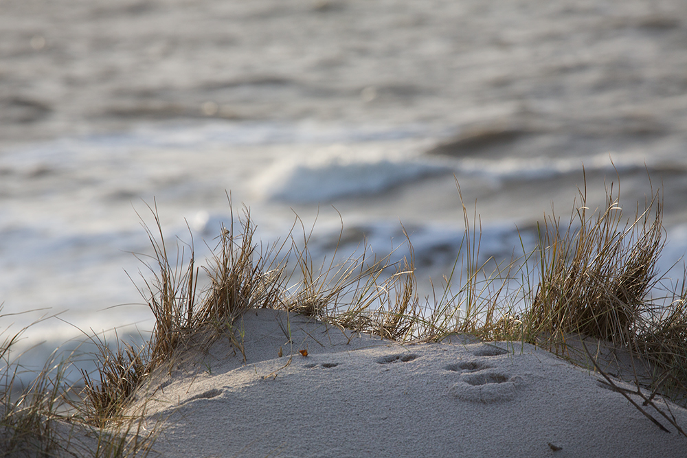 Spuren im Sand