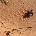 Spuren im Sand