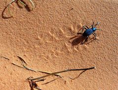 Spuren im Sand