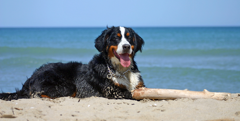 spuren im sand