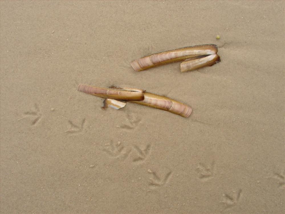 Spuren im Sand....