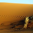 Spuren im Sand