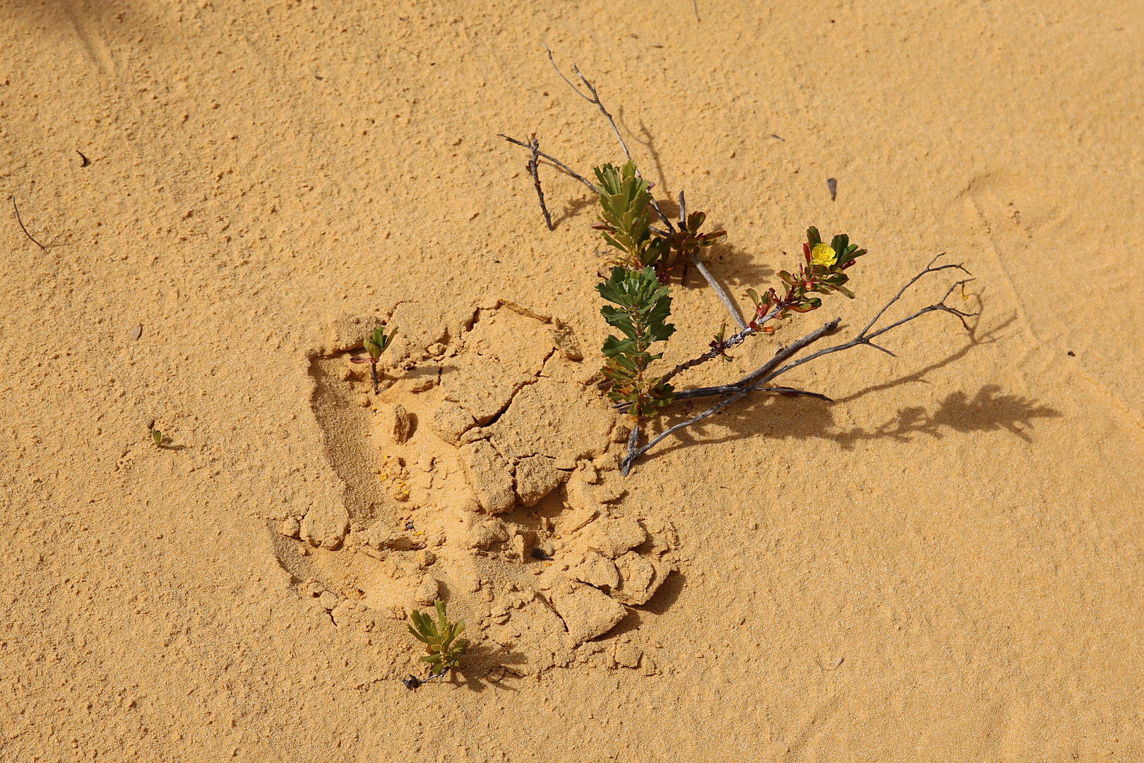 Spuren im Sand ...