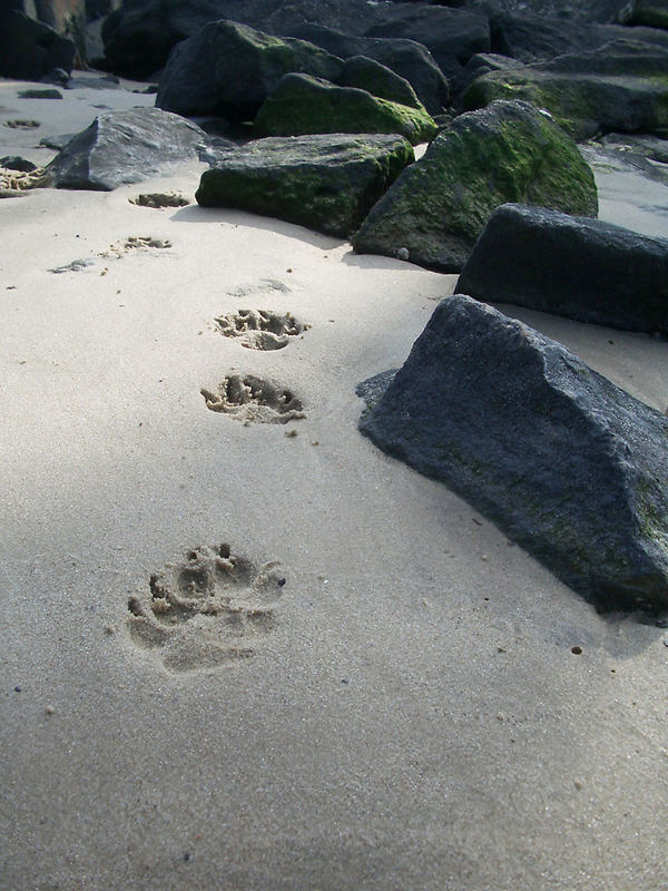 Spuren im Sand