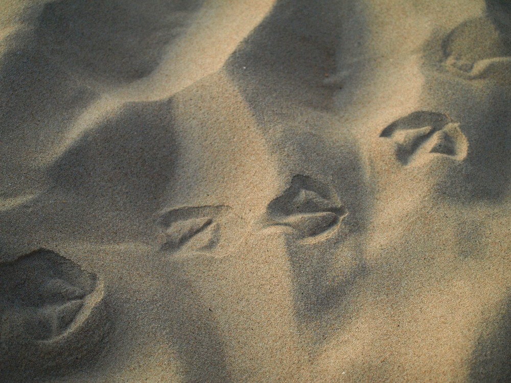 Spuren im Sand