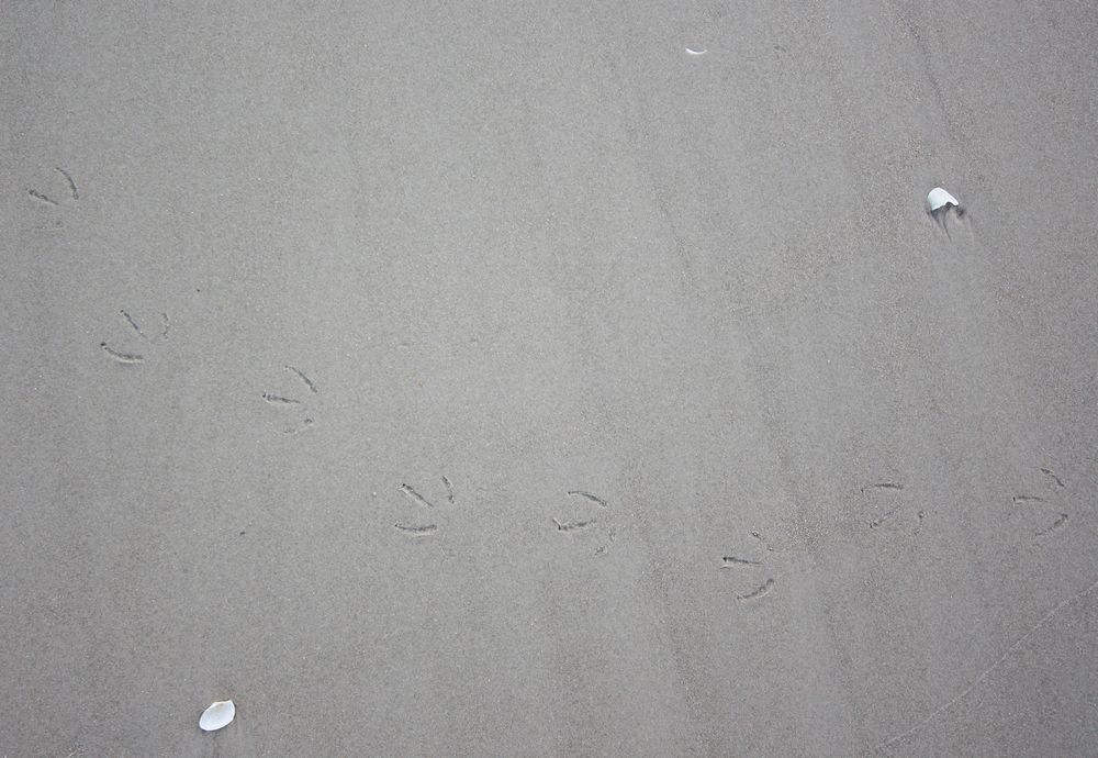 Spuren im Sand..