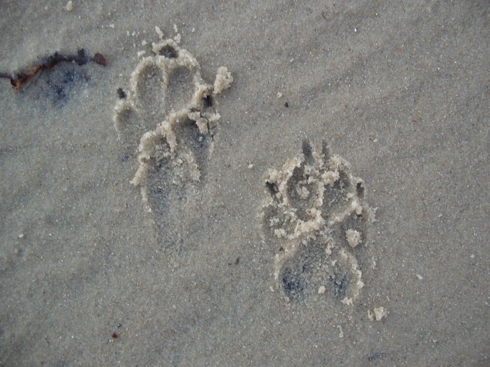 Spuren im Sand