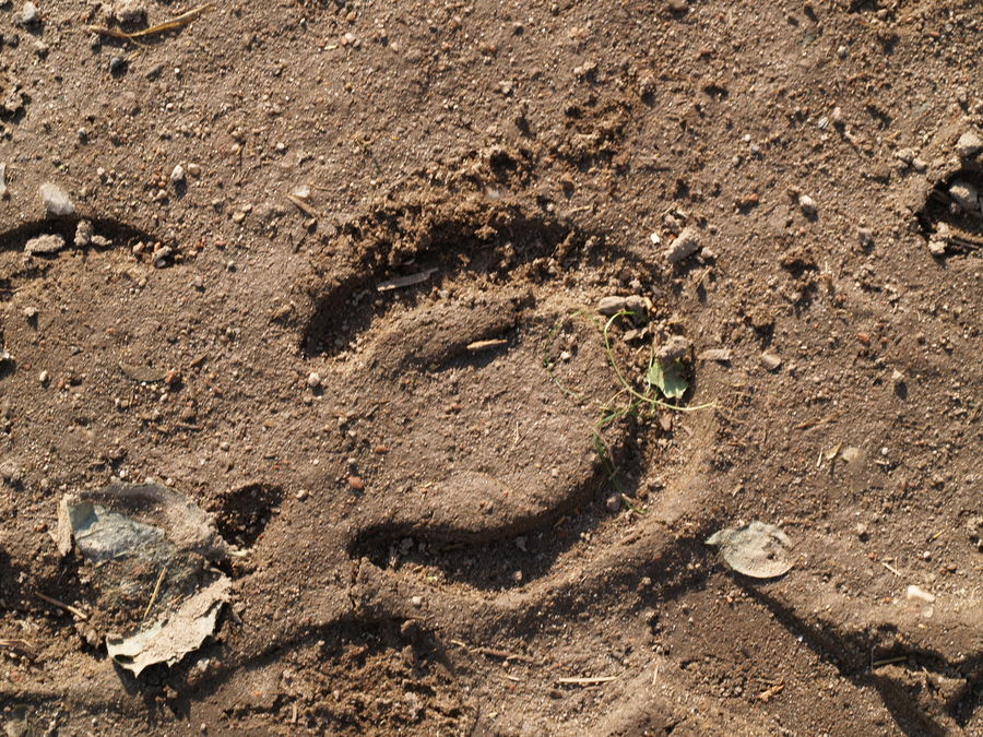 Spuren im Sand...