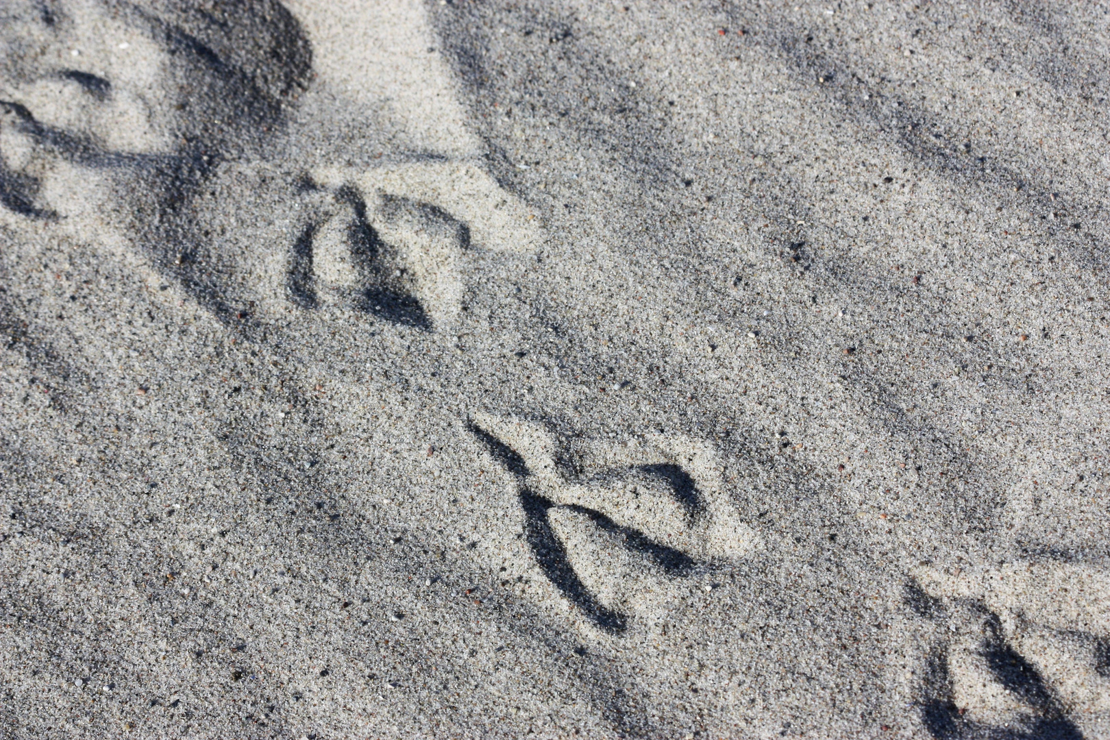 Spuren im Sand...