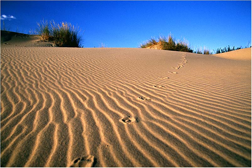 Spuren im Sand