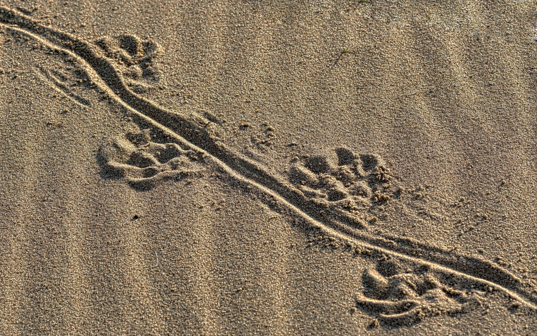 Spuren im Sand