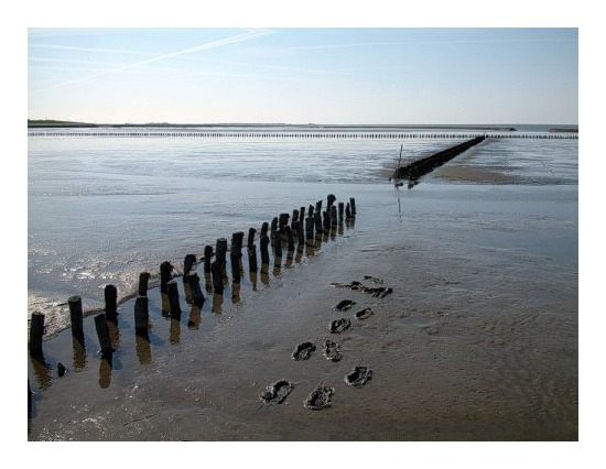 Spuren im Sand