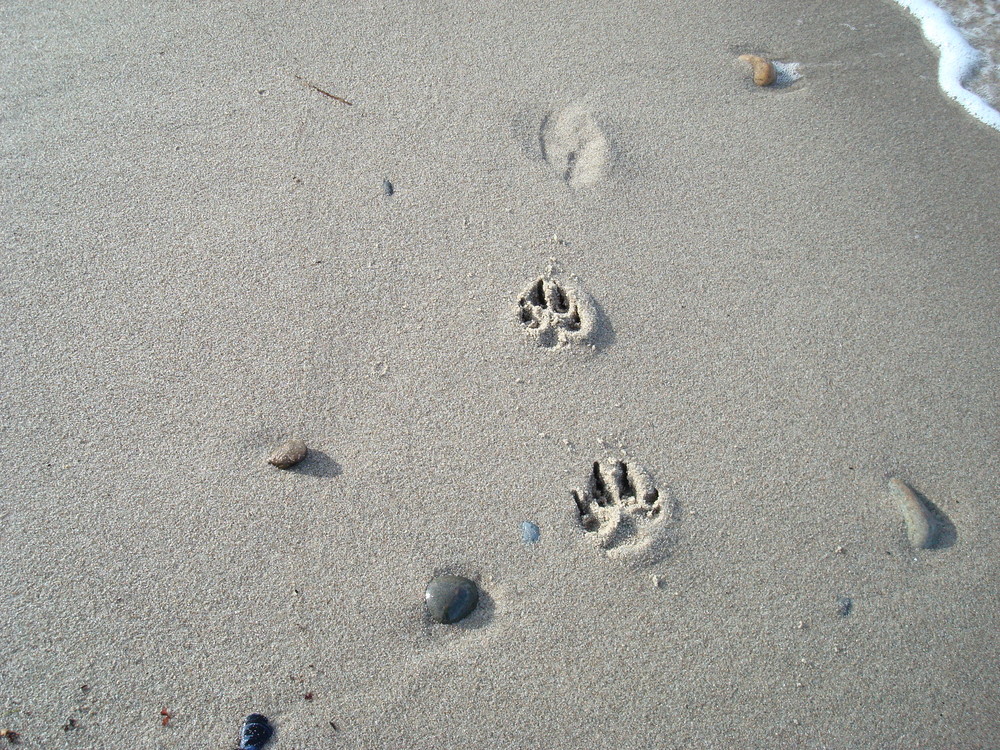 Spuren im Sand