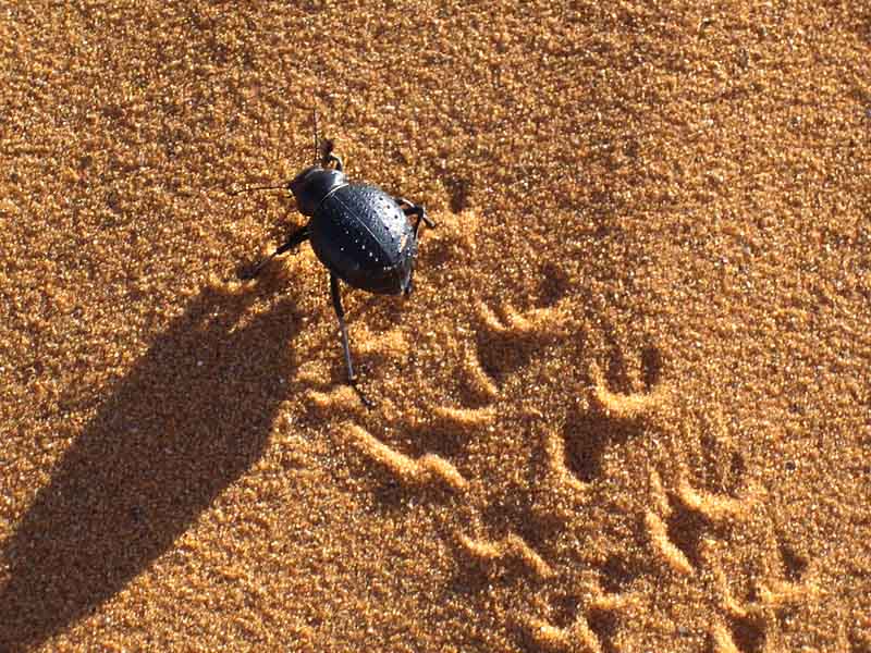 Spuren im Sand