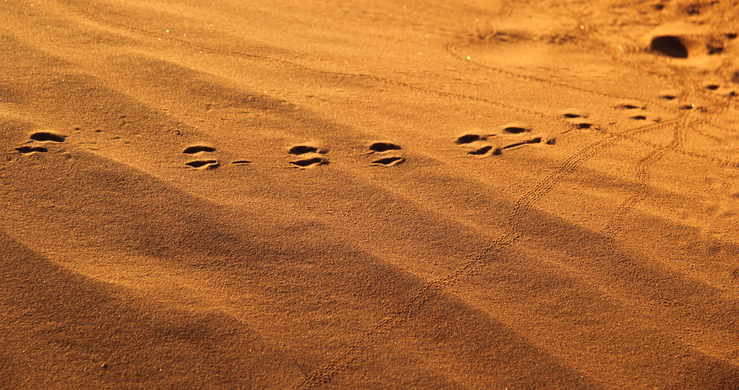 Spuren im Sand